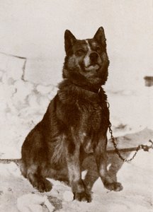 Krisravitsa, c19101913, 1913 de Herbert Ponting