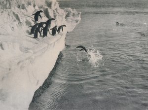 Mergulho dos pinguins, c1911, 1913 de Herbert Ponting