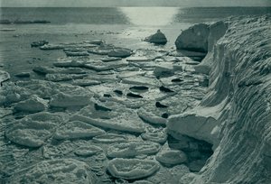 Selos se aquecendo no gelo de panqueca recém-formado em Cape Evans, c19101913, 1913 de Herbert Ponting