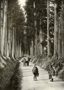 As Cryptomerias em Nikko, 1910. de Herbert Ponting