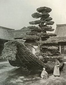 O Lixo do Pinheiro em Kinkakuji, 1910. de Herbert Ponting