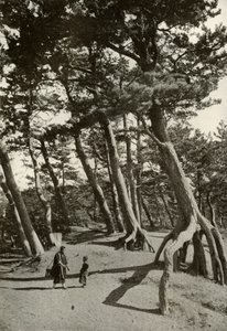 Os pinheiros de Shizu-Ura, 1910. de Herbert Ponting