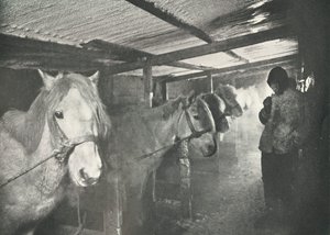 Os estábulos no inverno, c19101911, 1913 de Herbert Ponting