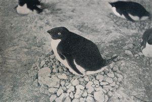 Este pinguim tem um companheiro diligente, c1911, 1913 de Herbert Ponting