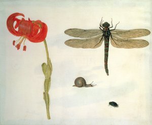 Estudo de um lírio de tigre vermelho, um caracol, um besouro e uma libélula (guache sobre velino)
