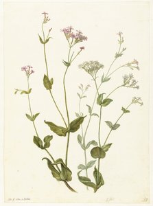 Bexiga Senna e Sticky Catchfly Rode en witte Viscaria de pekanjer
