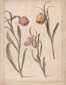 Estudo de Três Fritillaries, 1683.