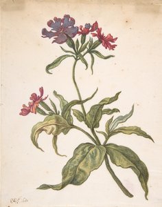 Estudo de uma mosca vermelha Lychnis hirsuta, 1680.