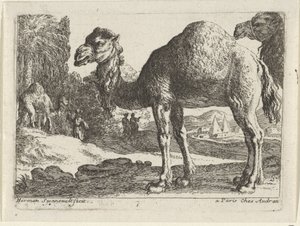 camelos Paisagens com animais (título da série) de Herman van Swanevelt