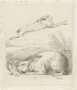 Lebre e coelho