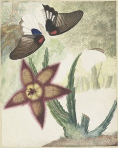 Duas borboletas e uma flor de cinco pétalas de cor amarela-púrpura de Hermanus de Wit
