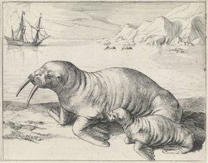 Morsa perto de Spitsbergen