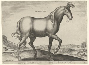 Cavalo da Armênia (Armênio) Armênios (título no objeto) Raças de Cavalos dos Estábulos Reais de Don Juan da Áustria (título da série) Equile Ioannis Austriaci Caroli (título da série) de Hieronymus Wierix
