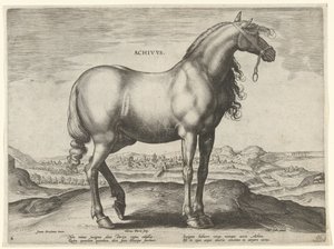 Cavalo da Grécia (Achivus) Achivvs (título no objeto) Raças de Cavalos dos Estábulos Reais de Don Juan da Áustria (título da série) Equile Ioannis Austriaci Caroli (título da série) de Hieronymus Wierix