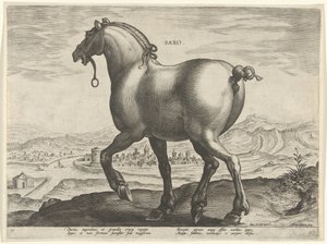 Cavalo da Saxônia Saxo (título no objeto) Raças de Cavalos dos Estábulos Reais de Don Juan da Áustria (título da série) Equile Ioannis Austriaci Caroli (título da série) de Hieronymus Wierix