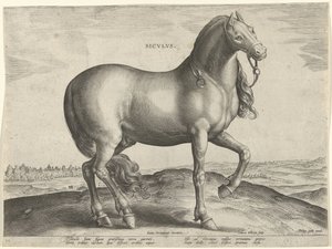 Cavalo da Sicília (Siculus)
Sicvlvs (título sobre o objecto)
Raças de cavalos dos estábulos reais de Don Juan da Áustria (título da série)
Equile Ioannis Austriaci Caroli (título da série) de Hieronymus Wierix