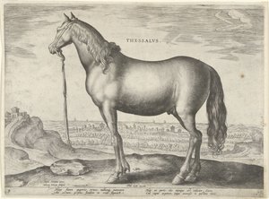 Cavalo da Tessália (Tessália) Thessalvs (título no objeto) Raças de Cavalos dos Estábulos Reais de Don Juan da Áustria (título da série) Equile Ioannis Austriaci Caroli (título da série) de Hieronymus Wierix