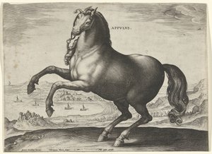 Cavalo do sul da Itália (Apulus) Appvlvs (título no objeto) Raças de Cavalos dos Estábulos Reais de Don Juan da Áustria (título da série) Equile Ioannis Austriaci Caroli (título da série) de Hieronymus Wierix