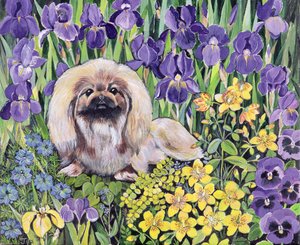 Peke in the Flower Bed (acrílico sobre tela) de Hilary Jones
