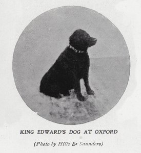 O cão do Rei Eduardo VII na Universidade de Oxford (foto a p/b)