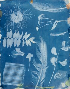 Espécimes de plantas de Bayard, c.1842 (cianótipo)