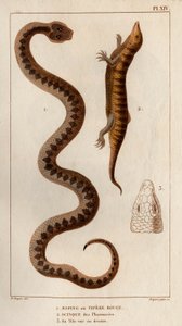 Aesping ou Red Vipere, Skink das farmácias, a sua cabeça vista acima". Fauna des Mdecins ou histoire des animaux et de leurs produits par Hippolyte Cloquet" - Volume 6 - 1825. de Hippolyte Cloquet