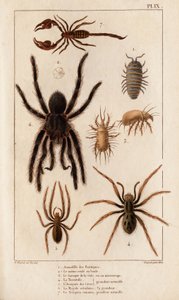 Amardille das lojas, o Sascopte da sarna, a Tarantula, o Araignee dos scaves, o Mygale, o Scorpio.