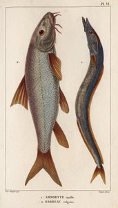 Ammodyte equille e vulgar Barbeau. Fauna des Mdecins ou histoire des animaux et de leurs produits par Hippolyte Cloquet" - Volume 6 - 1825. de Hippolyte Cloquet