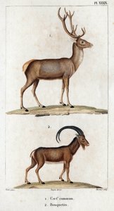 Veado comum e íbex.” “Fauna des Mdecins ou história dos animais e seus produtos por Hippolyte Cloquet” - Volume 6 - 1825.