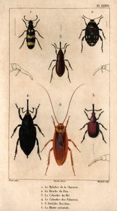 O Mylabra da chicória, o Bruche da ervilha, a grelha do trigo, a grelha das palmas, o Hitch Bacchus, a barata oriental em "Fauna des Médecins ou histoire des animaux et de leurs produits par Hippolyte Cloquet" - Volume 6 - 1825. de Hippolyte Cloquet