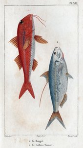 O Rouget e o Caillou-Tassart (Caillou Tassart). Em “”Fauna des Medecins ou história dos animais e seus produtos por Hippolyte Cloquet”” - Volume 6 - 1825. de Hippolyte Cloquet