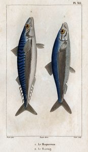 Cavala e Arenque. Placa de "" Fauna dos médicos ou história dos animais e seus produtos".
