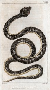 Representação do Trigonocéfalo - Ponta de lança: réptil. Prato de “" Fauna dos médicos ou história dos animais e seus produtos”