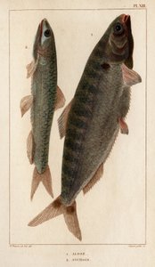 Shad e Anchovies". Fauna des Mdecins ou histoire des animaux et de leurs produits par Hippolyte Cloquet" - Volume 6 - 1825. de Hippolyte Cloquet