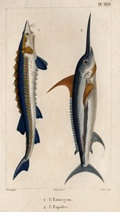 Sturgeon and Swordfish.” “Fauna des Mdecins ou história dos animais e seus produtos por Hippolyte Cloquet” - Volume 6 - 1825.