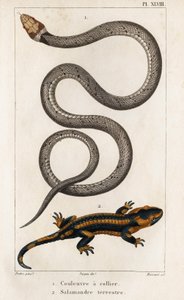 The Collared Snake, Land Salamander. Fauna des Médecins ou histoire des animaux et de leurs produits par Hippolyte Cloquet" - Volume 6 - 1825.