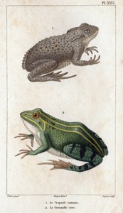 O Sapo Comum e o Sapo Verde.” Fauna des Mdecins ou história dos animais e seus produtos por Hippolyte Cloquet” - Volume 6 - 1825. de Hippolyte Cloquet