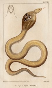 O Naja ou víbora tem óculos. Fauna des Mdecins ou histoire des animaux et de leurs produits par Hippolyte Cloquet" - Volume 6 - 1825. de Hippolyte Cloquet