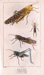 O Gafanhoto do Senegal, Gafanhoto de Passagem, Gafanhoto, Grande Orelha de Pierce" - Volume 6 - 1825 de Hippolyte Cloquet