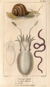 O caracol comum, o choco comum, seu osso, a minhoca comum.in “” Fauna das Docas ou história dos animais e seus produtos por Hippolyte Cloquet””” - Volume 6 - 1825.