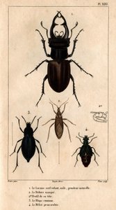 A clarabóia de pipa macho, tamanho natural, a máscara Reduve, os blaps comuns, o proscarabee Meloe em “” Fauna dos médicos ou história dos animais e seus produtos por Hippolyte Cloquet”” - Volume 6 - 1825.