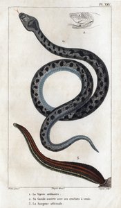 A víbora comum, a sua boca aberta com as suas presas um veneno, o officinale Sangue". Fauna des Médecins ou histoire des animaux et de leurs produits par Hippolyte Cloquet" - Volume 6 - 1825.