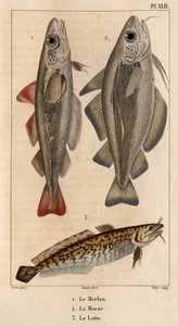 O badejo, o bacalhau e o burbot.” Fauna des Mdecins ou história dos animais e seus produtos por Hippolyte Cloquet” - Volume 6 - 1825.