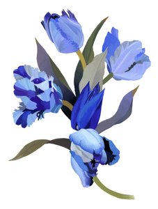 Tulipa azul
