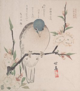 Coleção Spring Rain Harusame shu, vol. 3: Pomba da Montanha e Flores de Pêssego, ca. 1820., c. 1820.