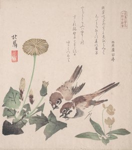 Coleção Spring Rain Harusame shu, vol. 3: Pardais e dentes-de-leão, ca. 1820., c. 1820.