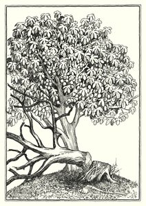 Ilustração para O Sermão da Montanha (gravura)