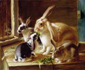 Coelhos de orelhas compridas em uma gaiola, observados por um gato