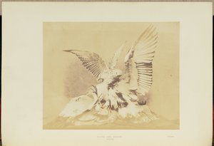 Falcão e Garça de Hugh Owen