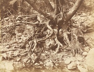 Árvore com emaranhado de raízes,1853 (foto) de Hugh Owen